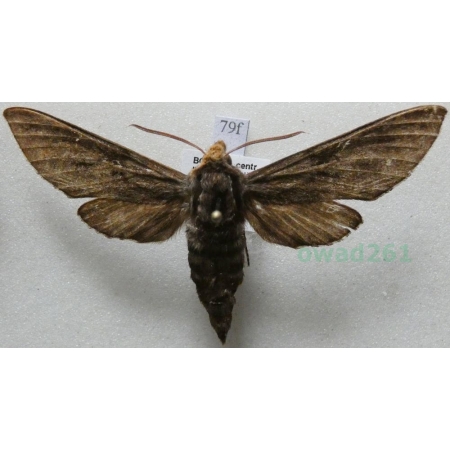 Sphinx pinastri (Linnaeus, 1758) Zawisak borowiec Czech79f